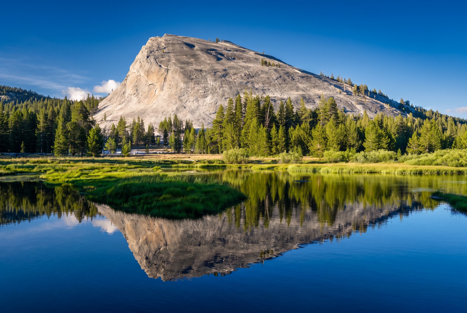 Lembert Dome and a fringe of conifers mirrored in the still water of the Tuolumne River, with green sedge meadows in the foreground