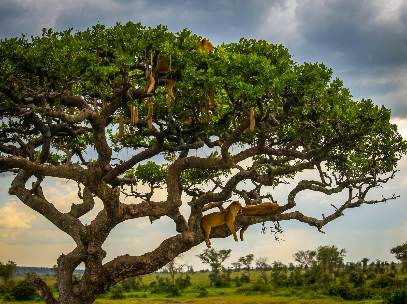 Lionesses resting high in the branches of a sausage tree beneath a stormy sky, with open grassland stretching to the horizon behind