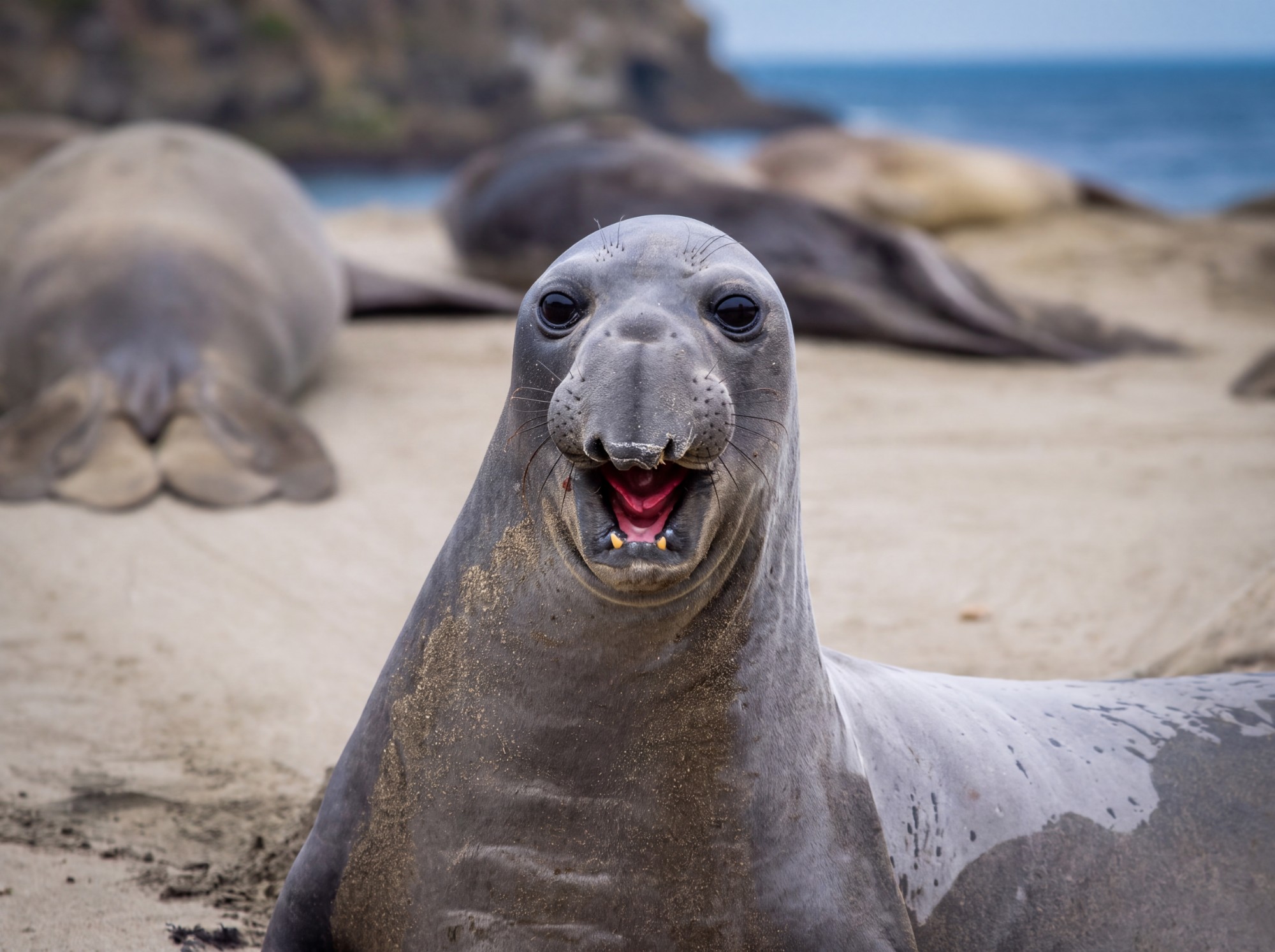A curious northern elephant seal raises its head on the beach while others rest behind it
